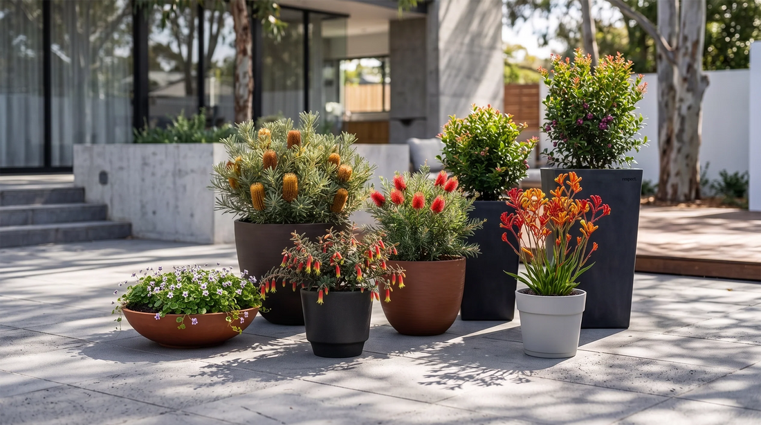 The Ultimate Guide to Growing Native Australian Plants in Pots