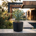 Respect Black 19cm Florence Self-Watering Pot