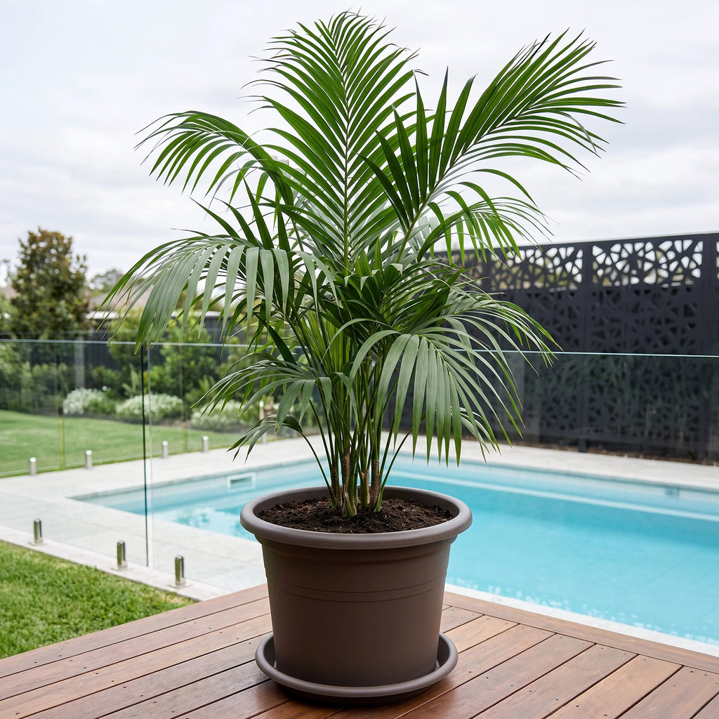 Respect Brown 50cm Cylinda Planter