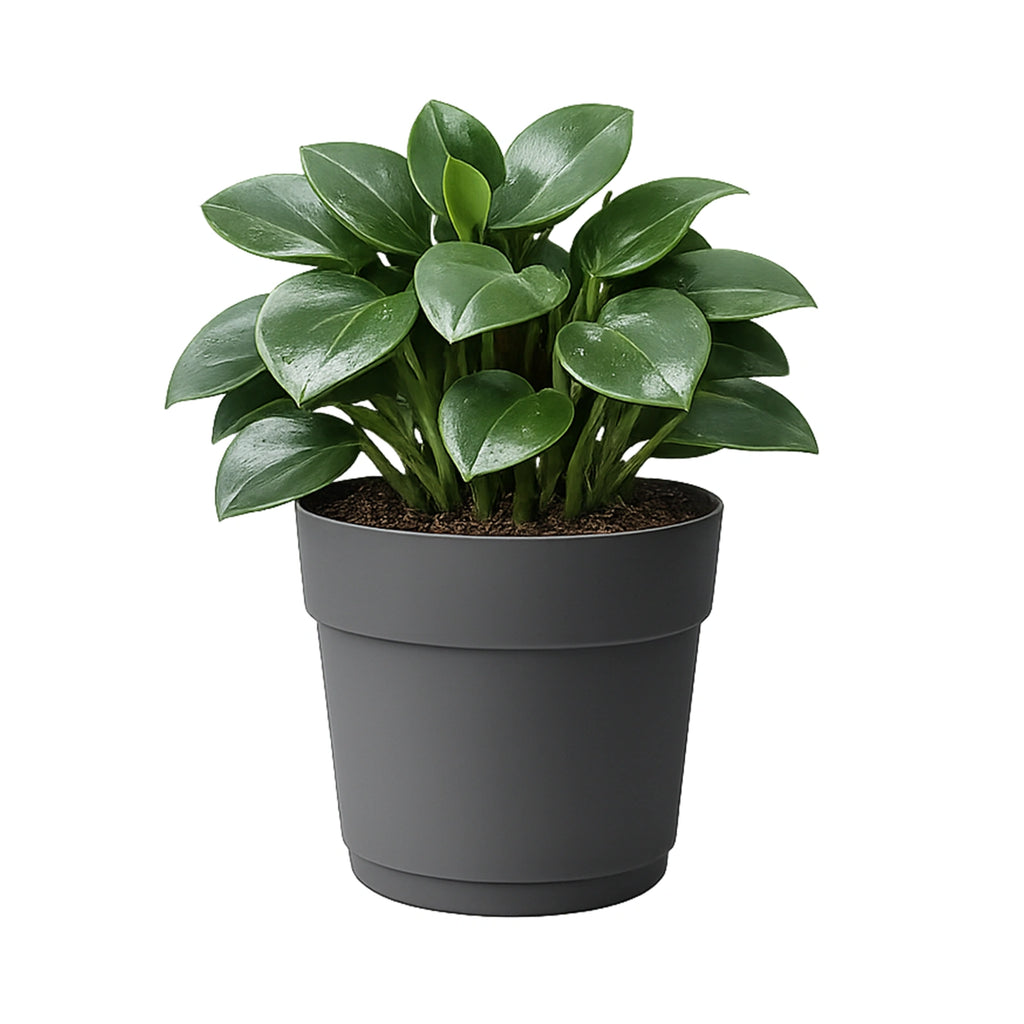 Respect Ash 24cm Bloom Self Watering Plastic Pot – modern ash grey self watering pot for indoor plants and succulents