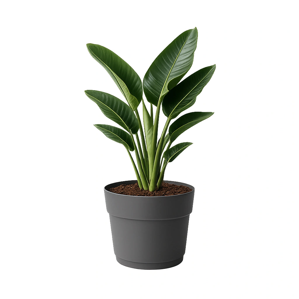 Respect Ash 29cm Cloud Bloom Self Watering Pot – medium ash grey self watering planter for indoor and balcony plants