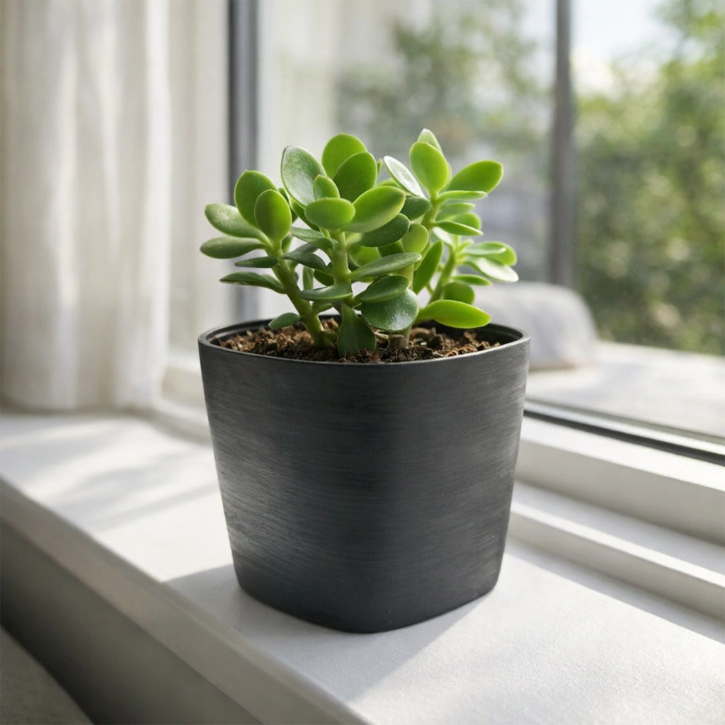 Respect Black 19cm Florence Self Watering Pot