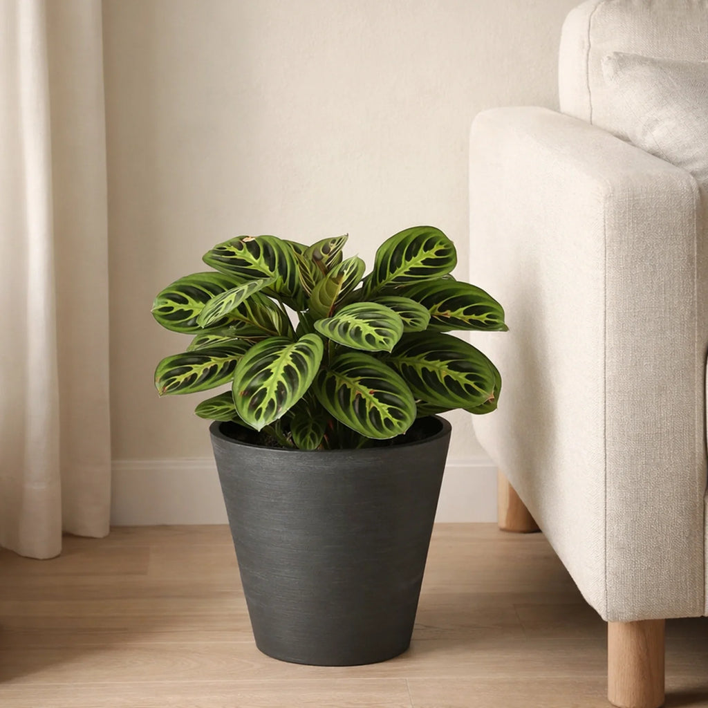 Respect Black 20cm Repot Self Watering Planter – modern black self watering repot planter for indoor and patio plants