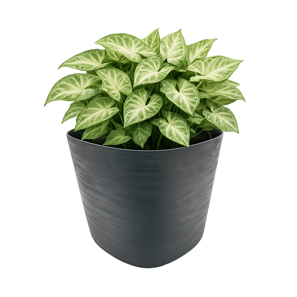 Respect Black 24cm Florence Self Watering Pot