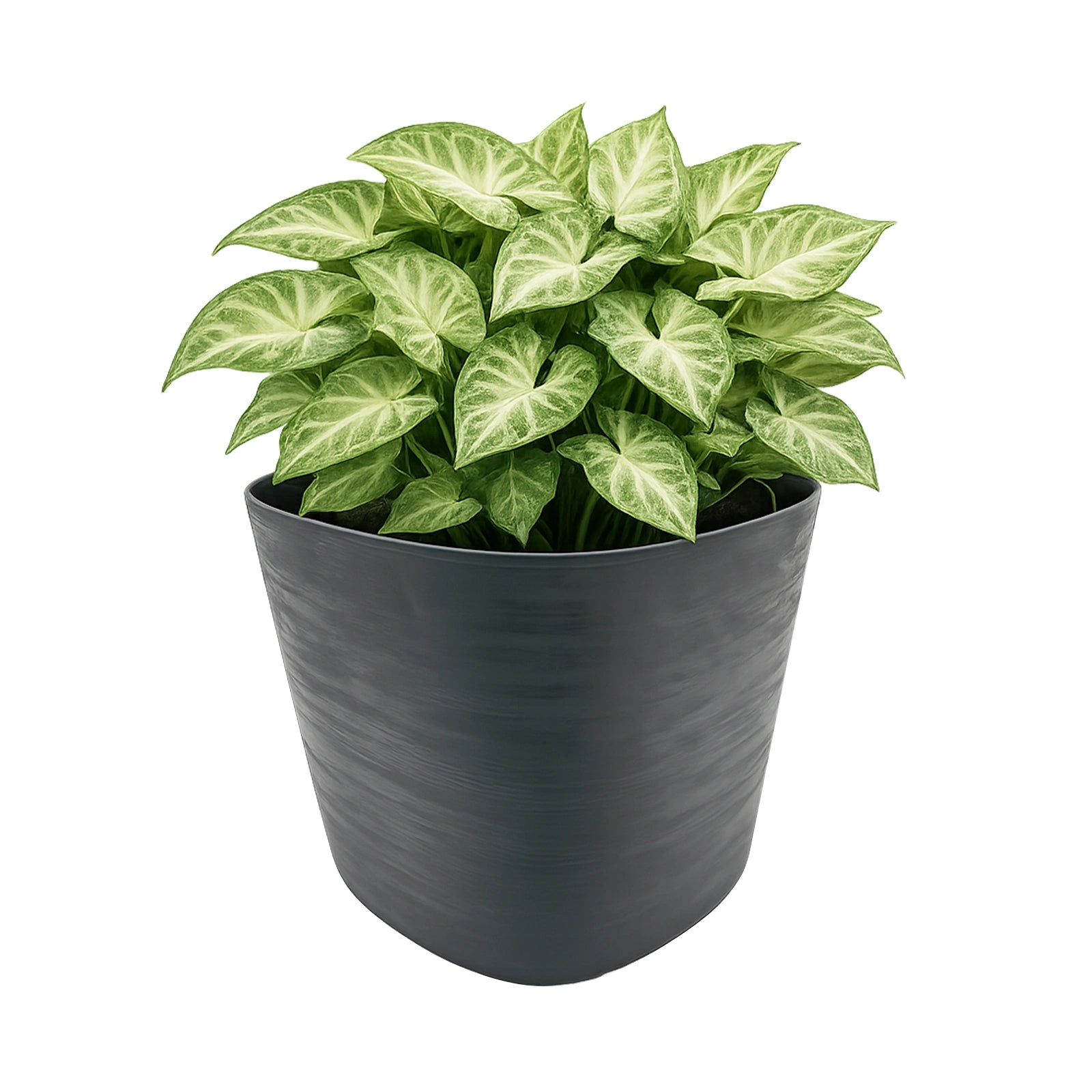 Respect Black 24cm Florence Self Watering Pot