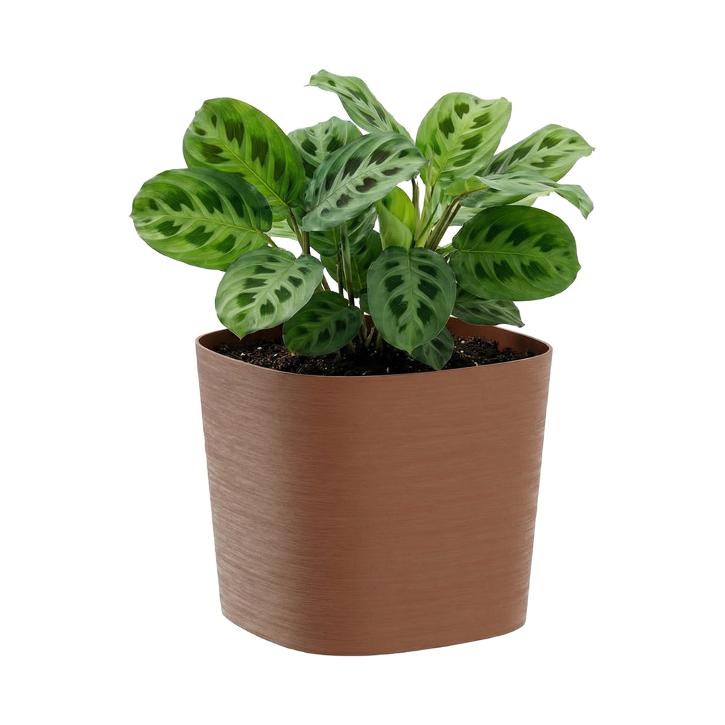 Respect Brown 24cm Terracotta Florence Self Watering Pot