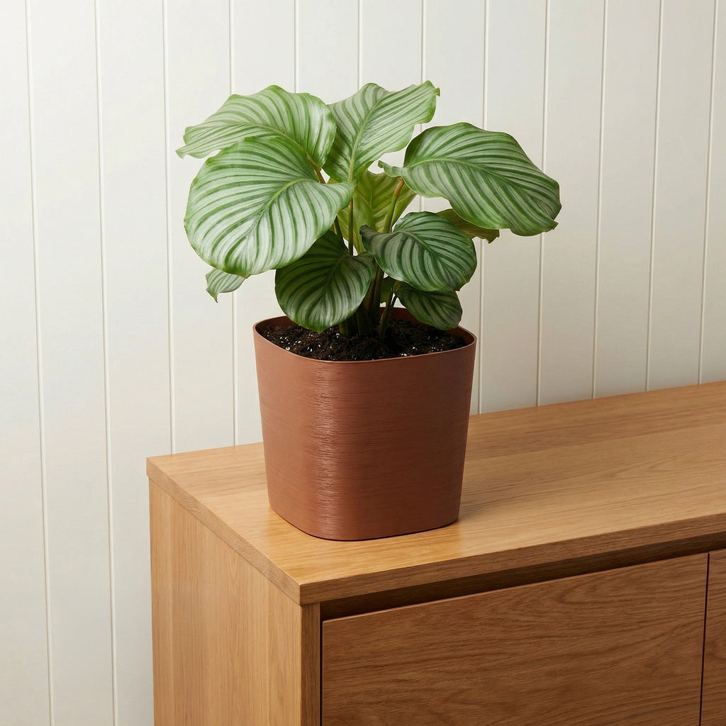 Respect Brown 24cm Terracotta Florence Self Watering Pot