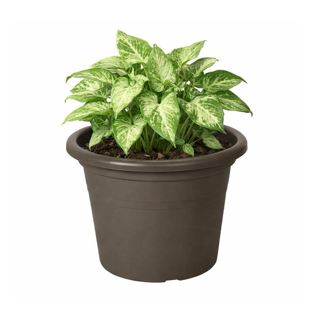 Respect Brown 30cm Cylinda Planter – classic brown cylinder garden pot for indoor and outdoor planting