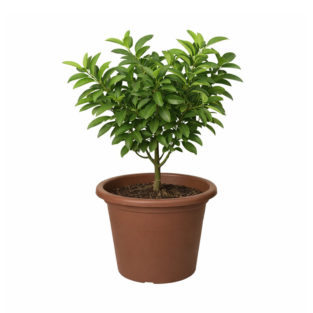 Respect Brown 40cm Lightweight Plastic Terracotta Cylindrical Planter