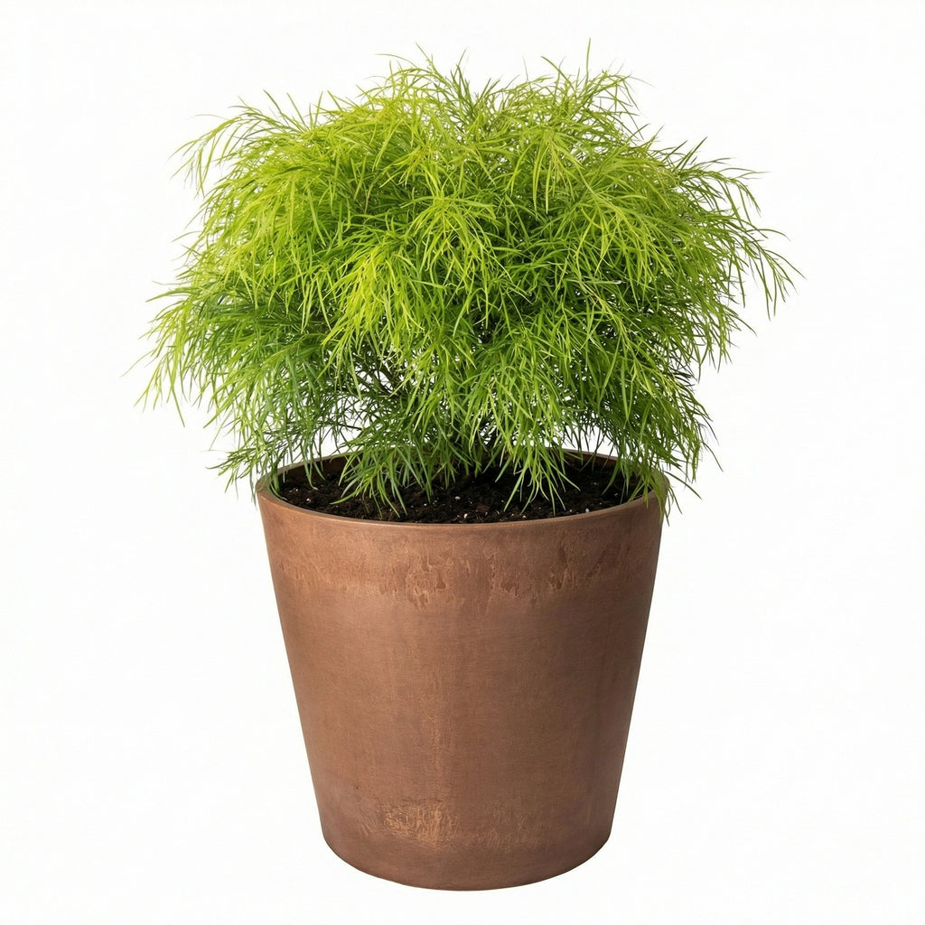 Respect Brown 40cm Terracotta Green Earth Lightweight Tapered Cylinder Planter – large eco terracotta-look tapered cylinder outdoor planter