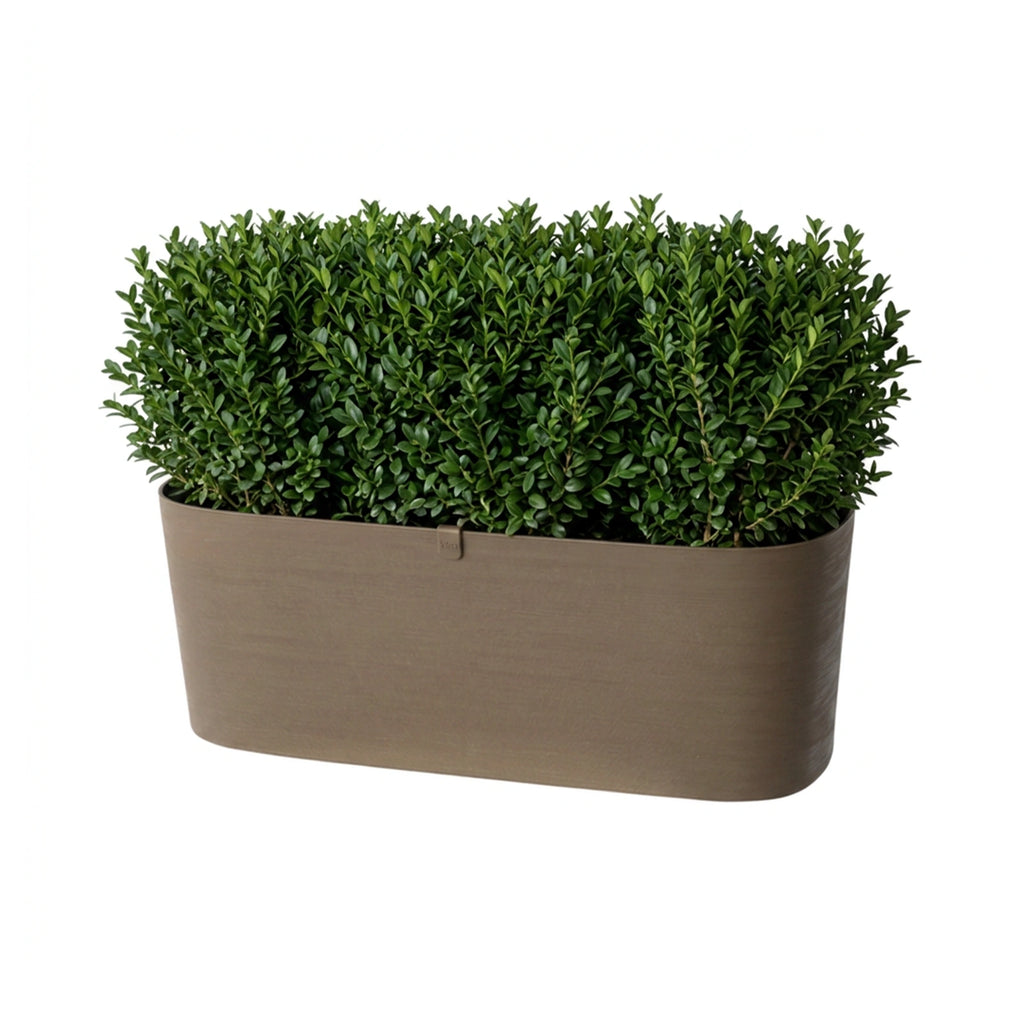 Respect Brown 50cm Lightweight Plastic Florence Trough – Brown plastic trough planter for outdoor planting