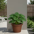 Respect Brown 50cm Lightweight Plastic Terracotta Cylindrical Planter