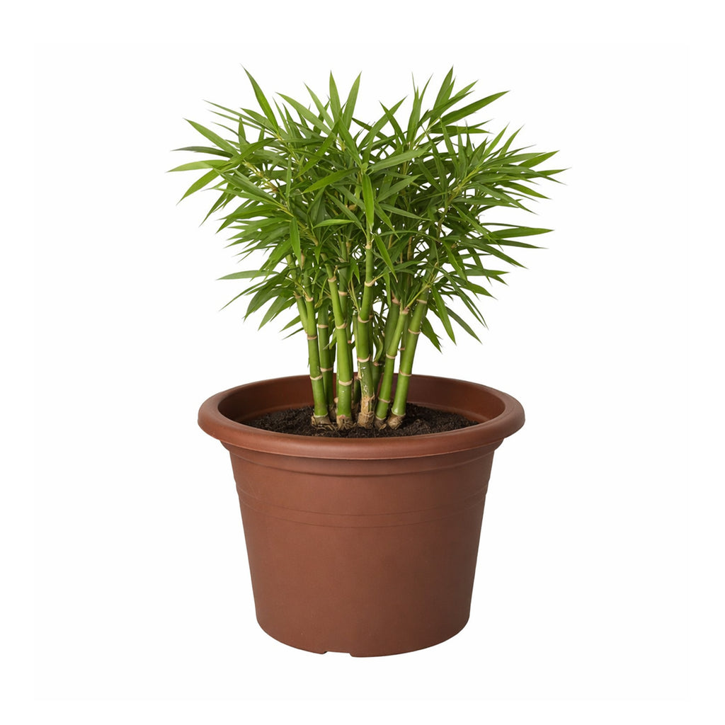 Respect Brown 50cm Lightweight Plastic Terracotta Cylindrical Planter