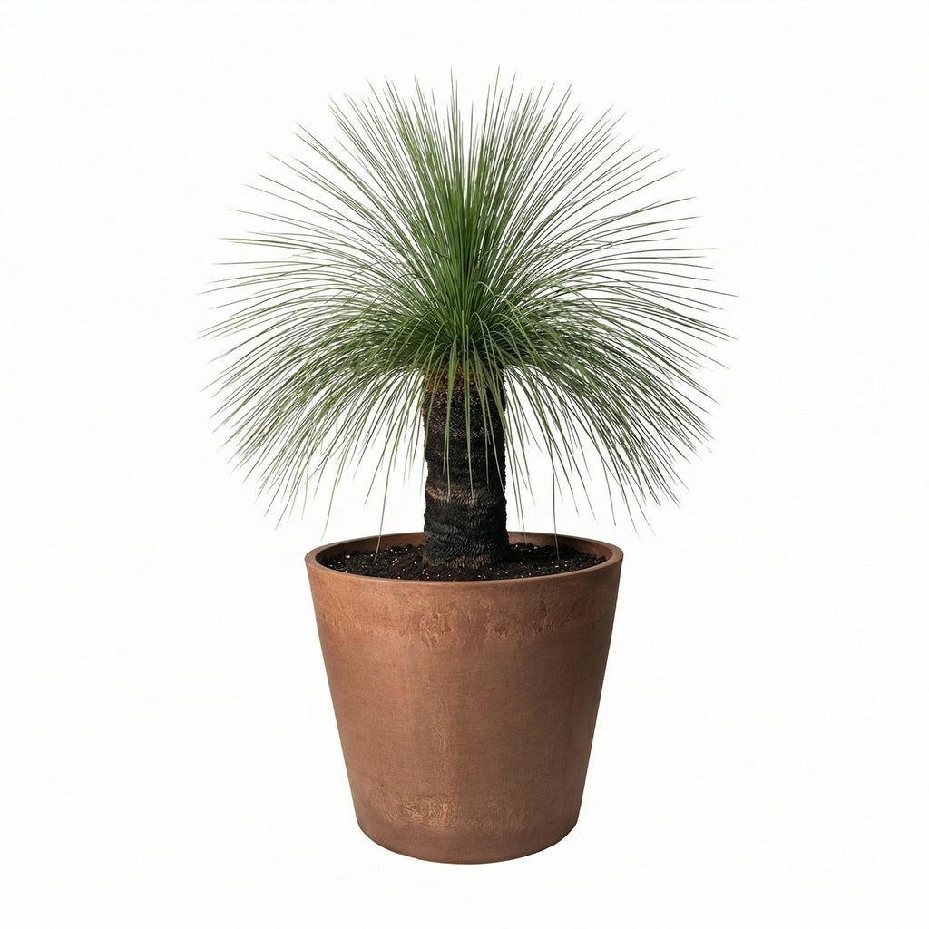 Respect Brown 50cm Terracotta Green Earth Lightweight Tapered Cylinder Planter – extra large eco terracotta tapered cylinder outdoor planter
