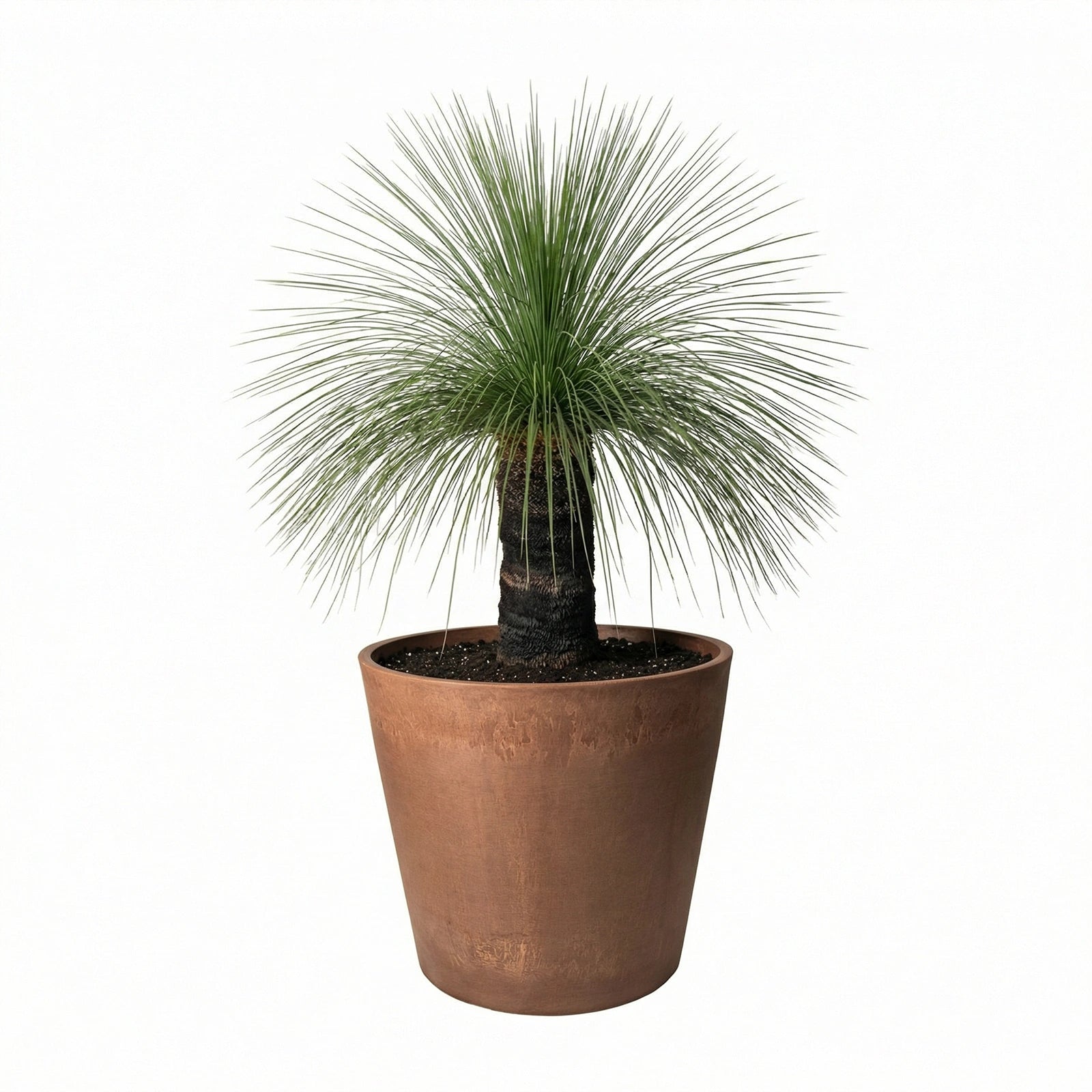 Respect Brown 50cm Terracotta Green Earth Lightweight Plastic Tapered Cylinder Planter