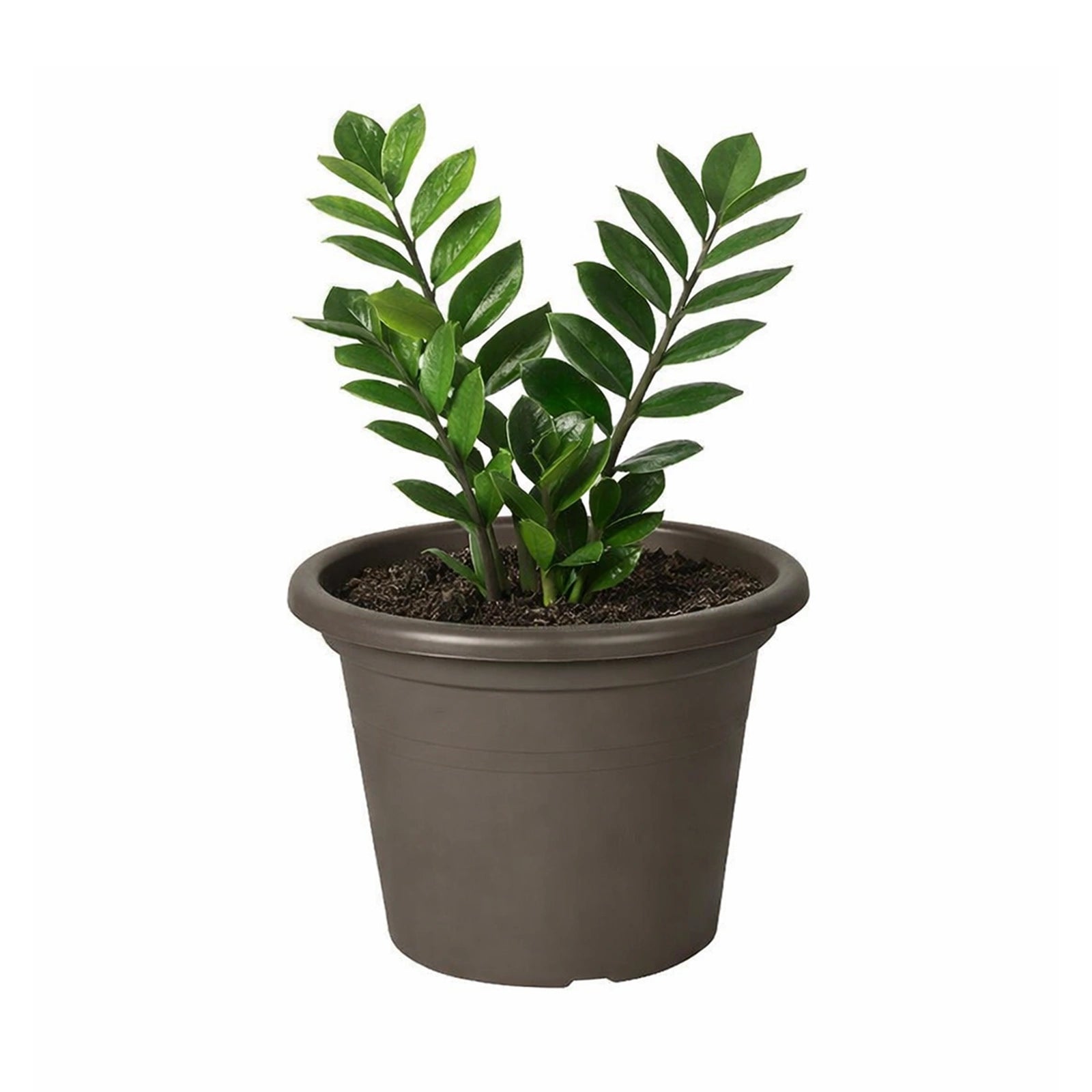 Respect Brown 60cm Cylinda Planter