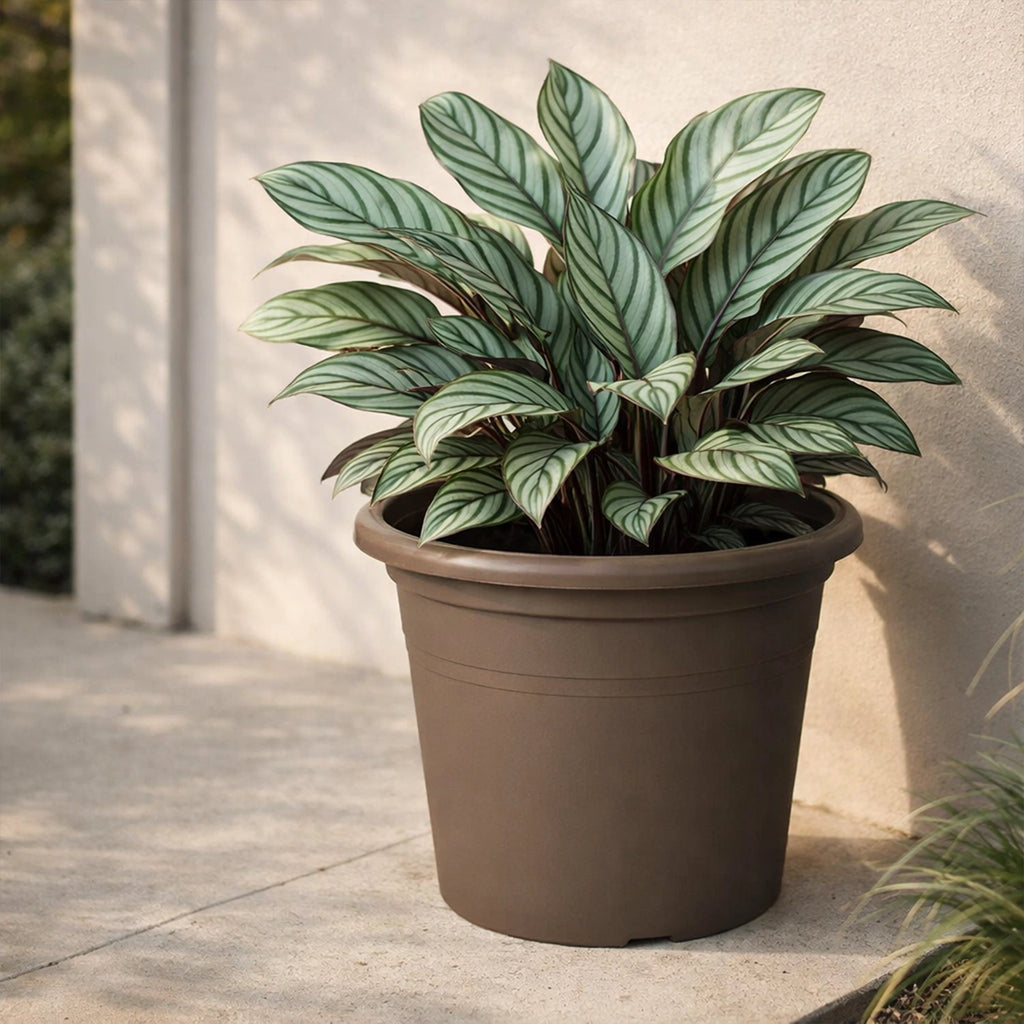 Respect Brown 60cm Cylinda Planter – jumbo brown plastic cylinder outdoor planter for feature garden displays