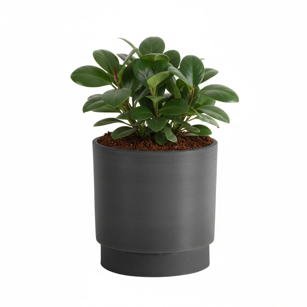 Respect Charcoal 18cm Cirque Cylinder Planter – modern charcoal cylinder pot for indoor and outdoor plants