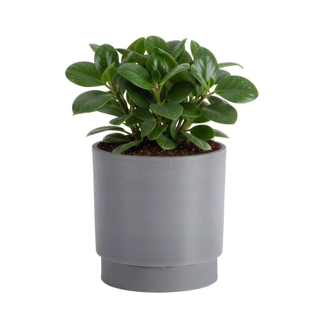 Respect Grey 18cm Cirque Cylinder Planter – sleek grey cylinder pot for contemporary indoor and patio gardens