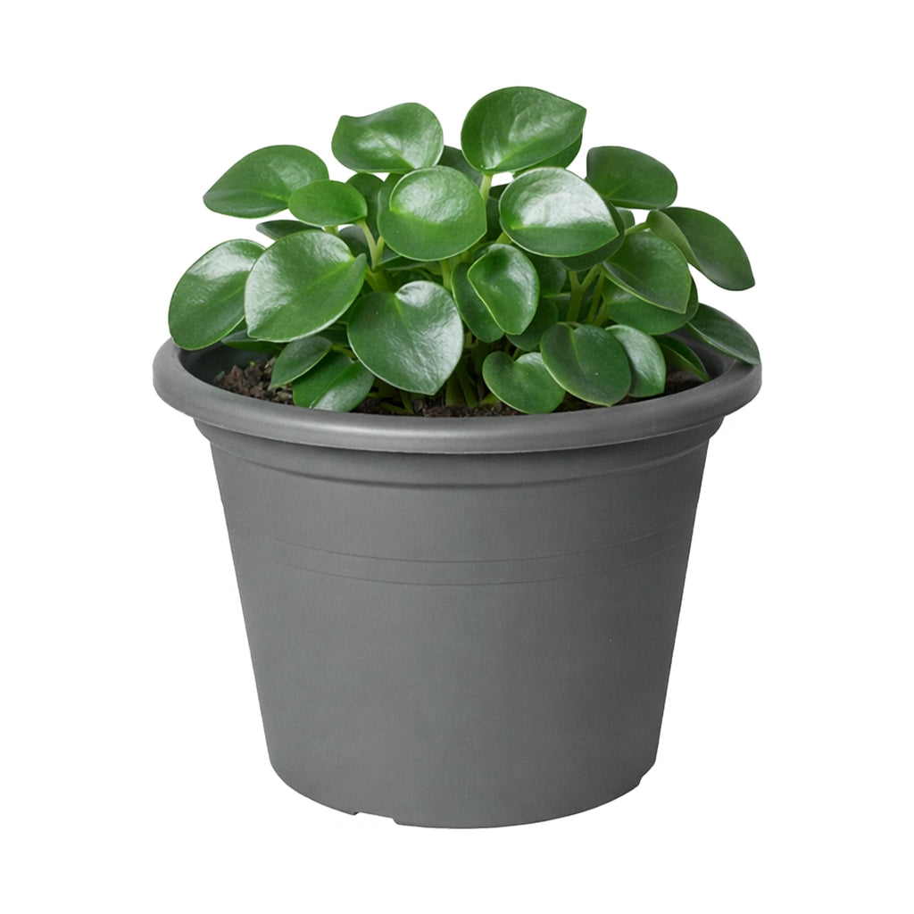 Respect Grey 30cm Cylinda Planter – modern grey plastic cylinder planter for indoor and outdoor gardens