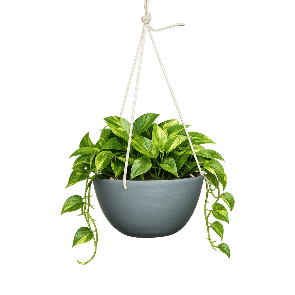 Respect Grey 31cm Green Earth Hanging Planter