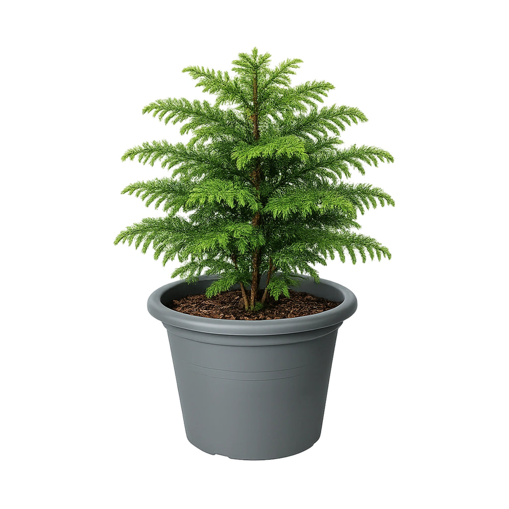 Respect Grey 50cm Cylinda Planter – extra large grey plastic cylinder planter for outdoor garden feature planting