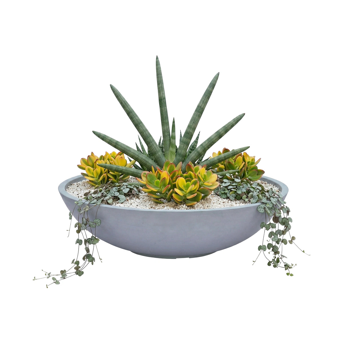 Respect Grey 60cm Green Earth Tapered Low Bowl Planter – large eco-friendly grey tapered low bowl planter for outdoor spaces