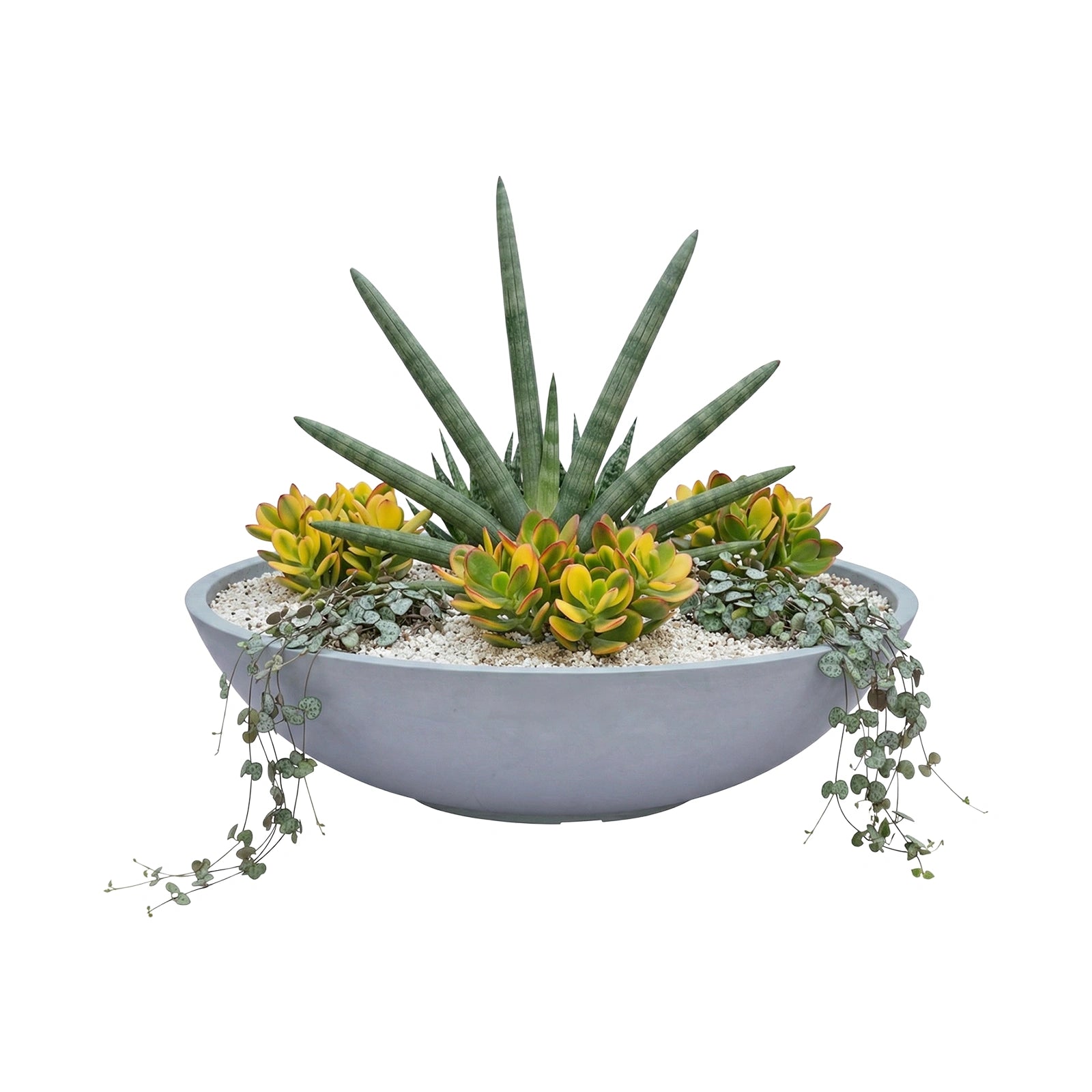 Respect Grey 60cm Green Earth Tapered Low Bowl Planter