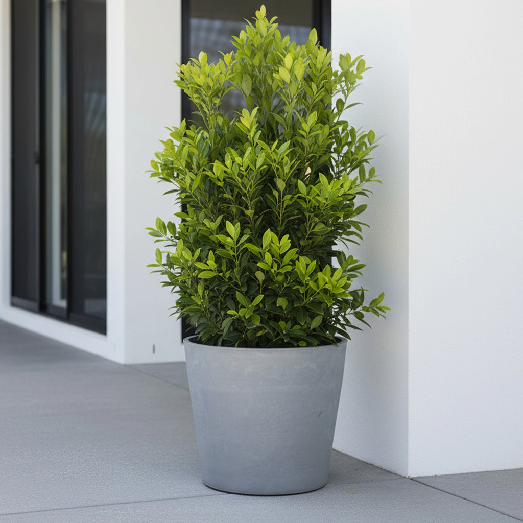 Respect Light Grey 40cm Green Earth Tapered Cylinder Planter – large light grey eco tapered cylinder planter for outdoor gardens