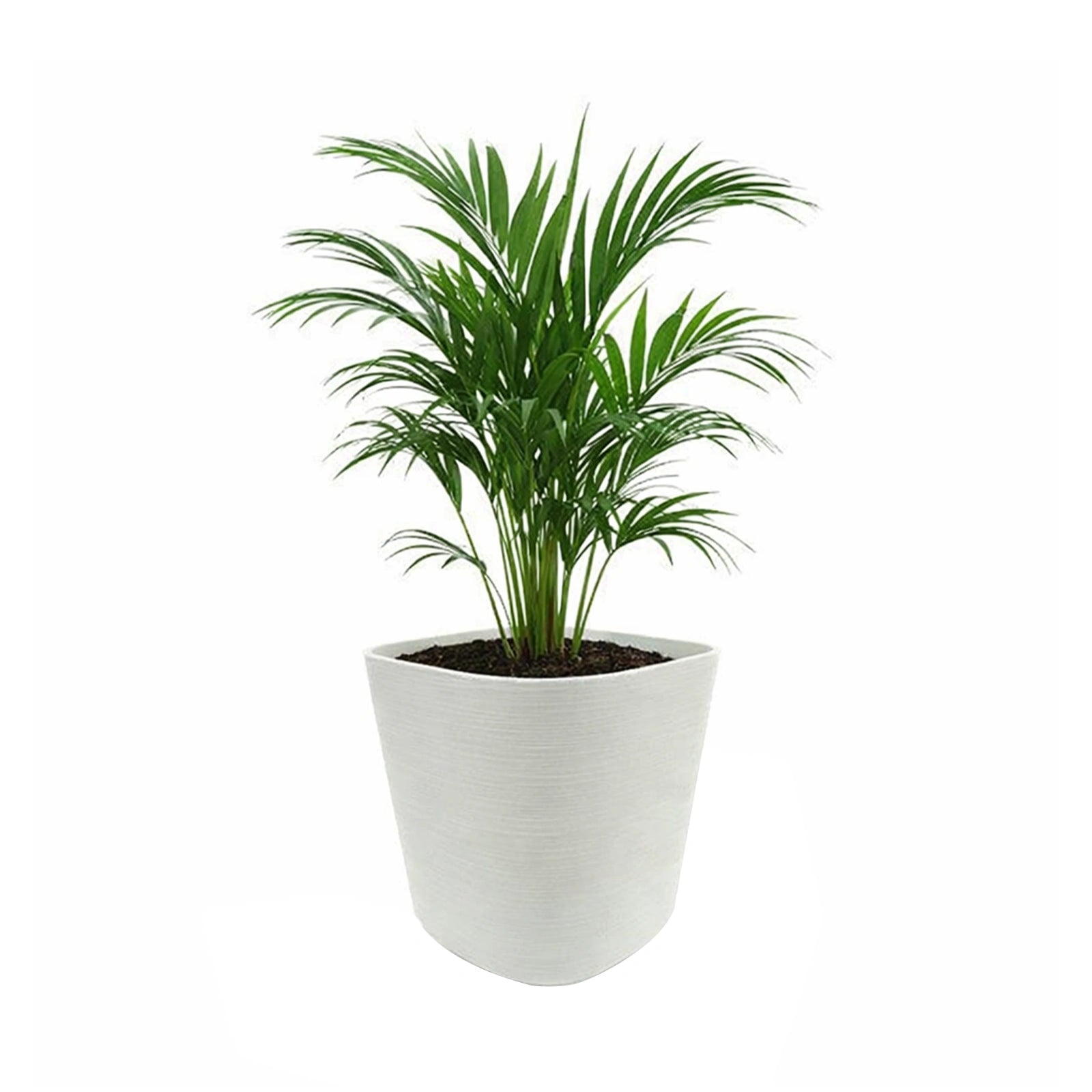 Respect White 29cm Florence Self-Watering Pot