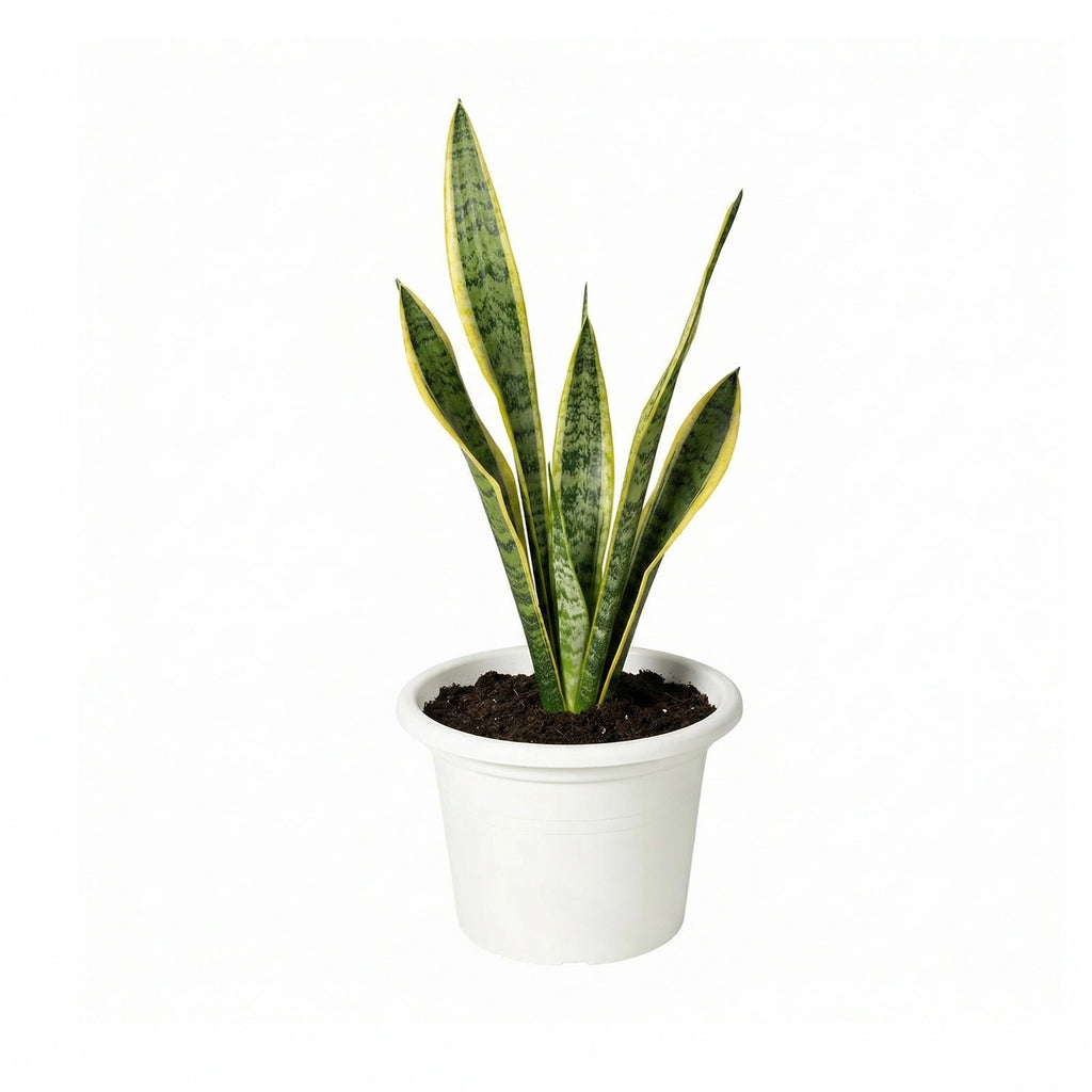 Respect White 30cm Cylinda Planter – modern white cylinder plastic garden pot for indoor and outdoor planting