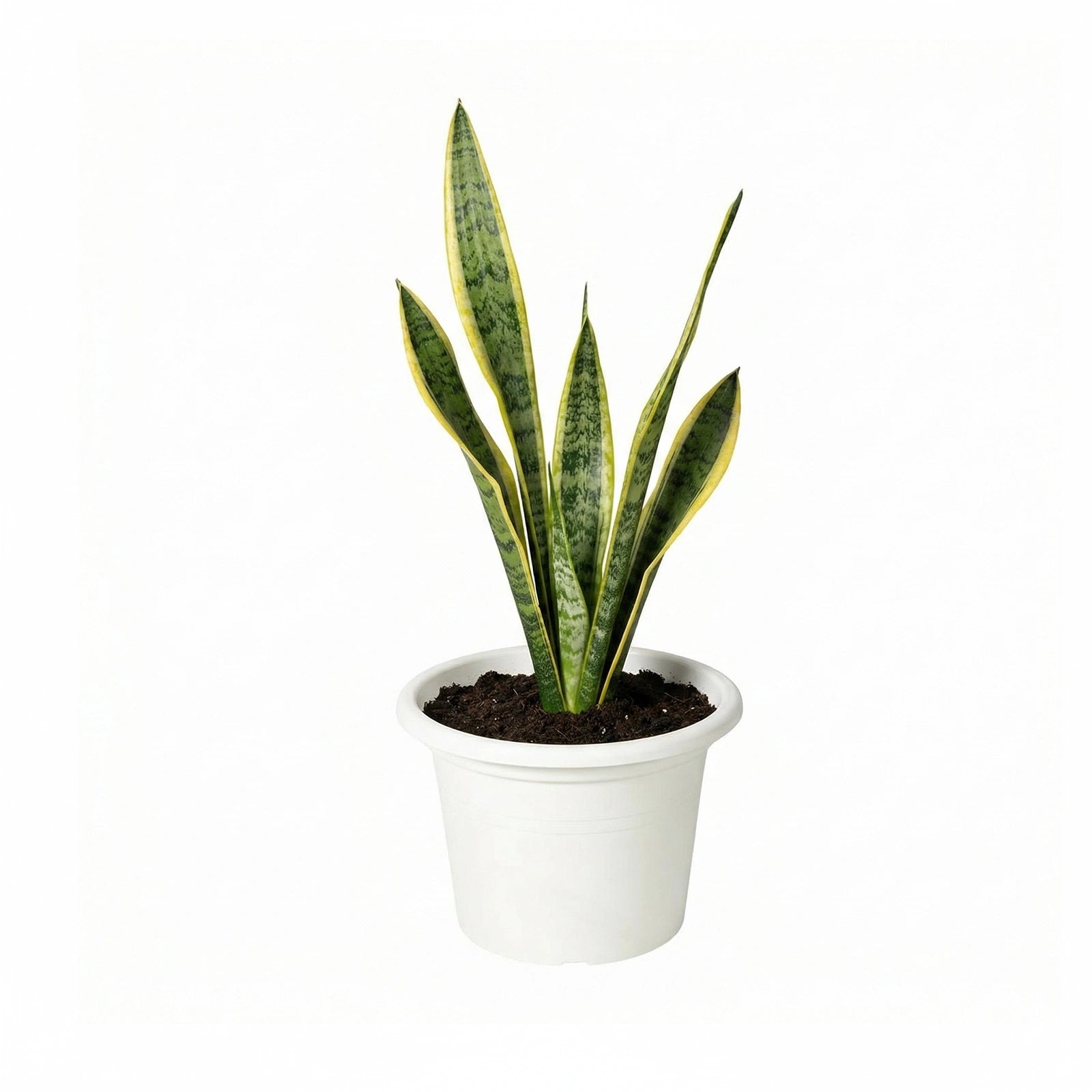 Respect White 30cm Cylinda Planter