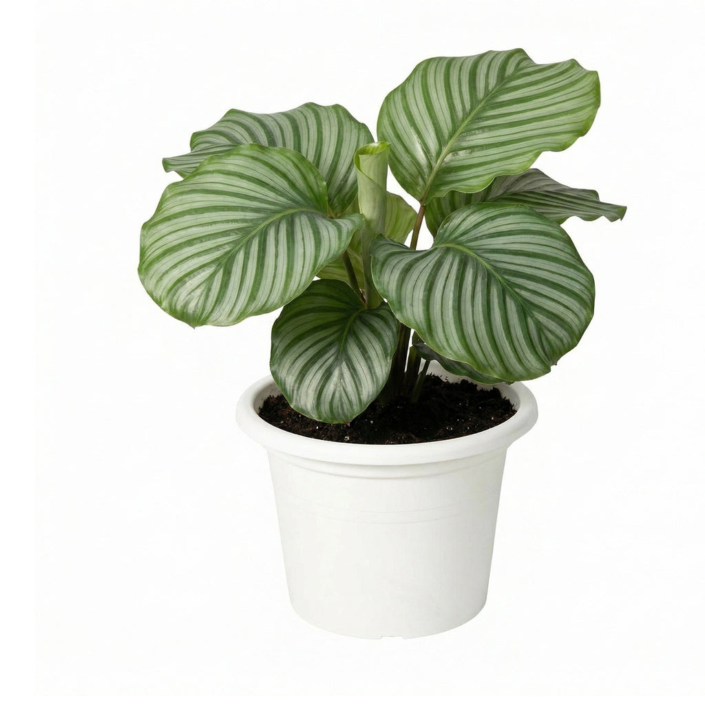 Respect White 40cm Cylinda Planter – large white plastic cylinder planter for outdoor patios and garden displays