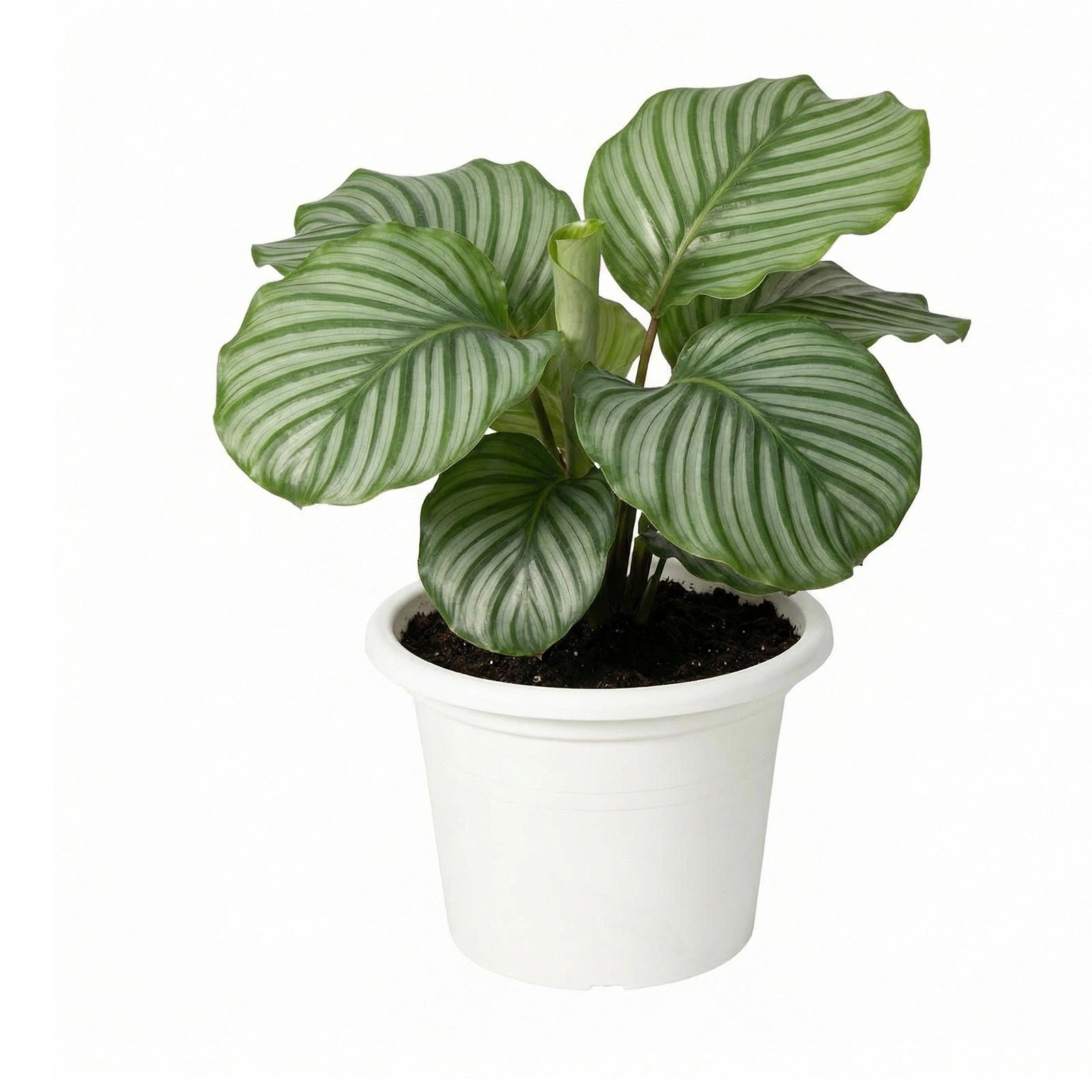Respect White 40cm Cylinda Planter