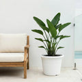 Respect White 50cm Cylinda Planter – extra large white plastic cylinder planter for outdoor garden feature planting