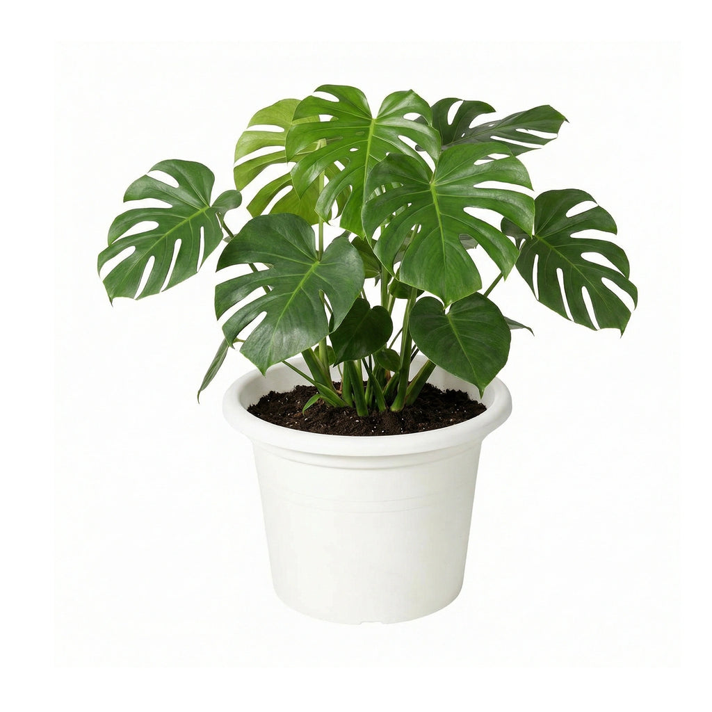 Respect White 50cm Cylinda Planter – extra large white plastic cylinder planter for outdoor garden feature planting