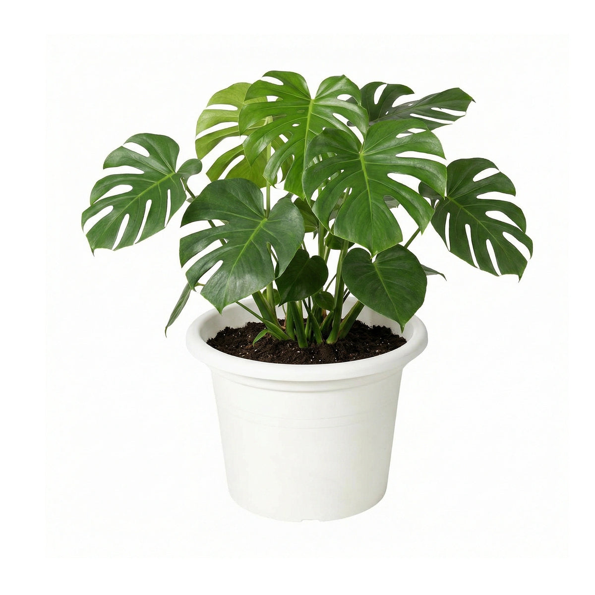 Respect White 50cm Cylinda Planter – extra large white plastic cylinder planter for outdoor garden feature planting