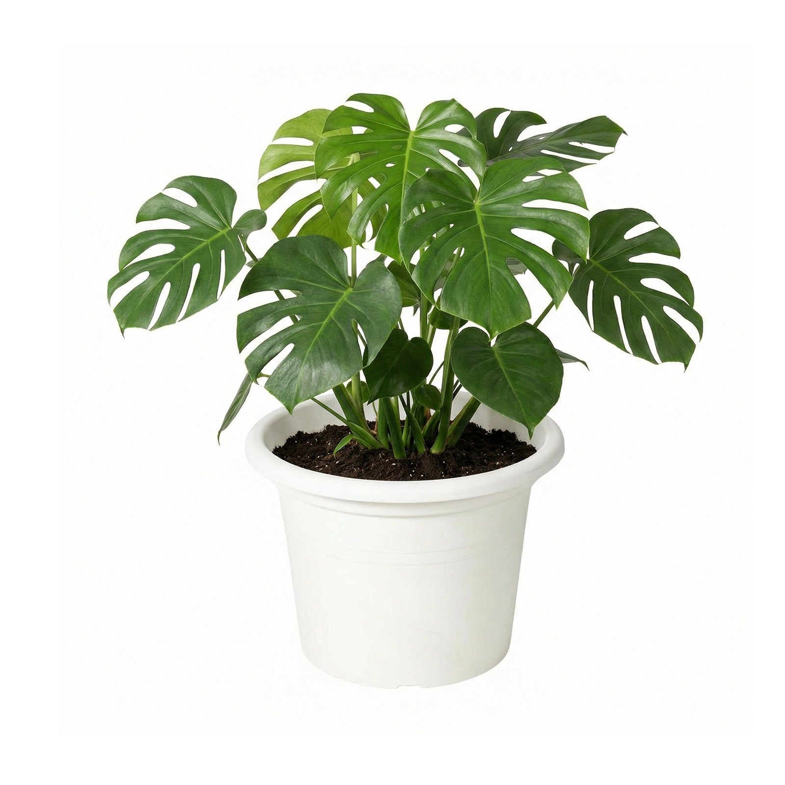 Respect White 50cm Cylinda Planter