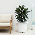 Respect White 60cm Cylinda Planter – jumbo white plastic cylinder outdoor planter for trees and large garden plants