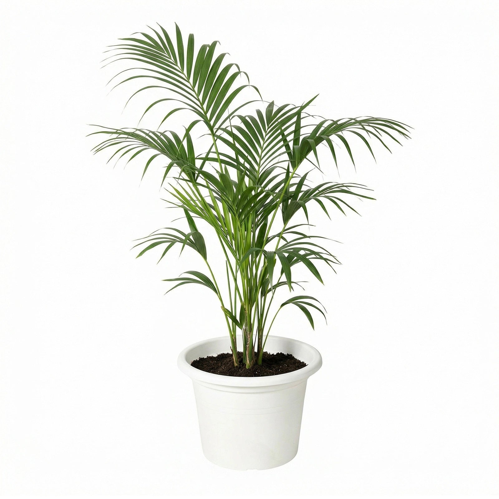 Respect White 60cm Cylinda Planter