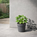 Respect Ash 24cm Bloom Self Watering Plastic Pot – modern ash grey self watering pot for indoor plants and succulents