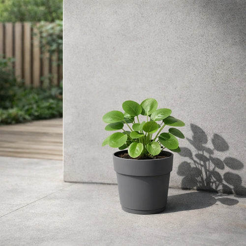 Respect Ash 24cm Bloom Self Watering Plastic Pot – modern ash grey self watering pot for indoor plants and succulents