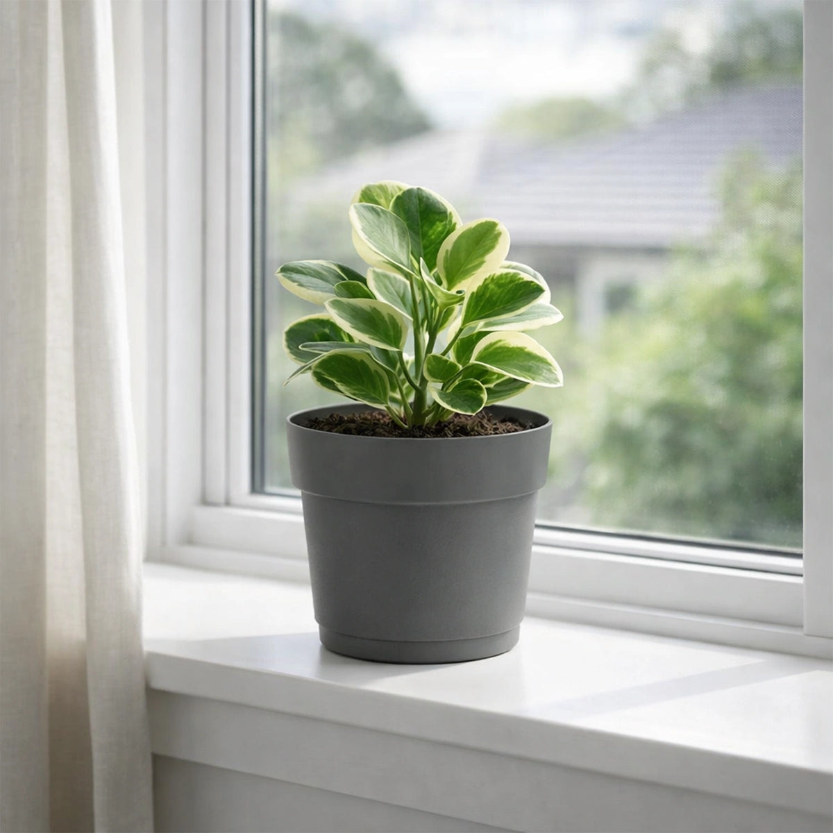 Respect Ash 24cm Bloom Self Watering Plastic Pot – modern ash grey self watering pot for indoor plants and succulents