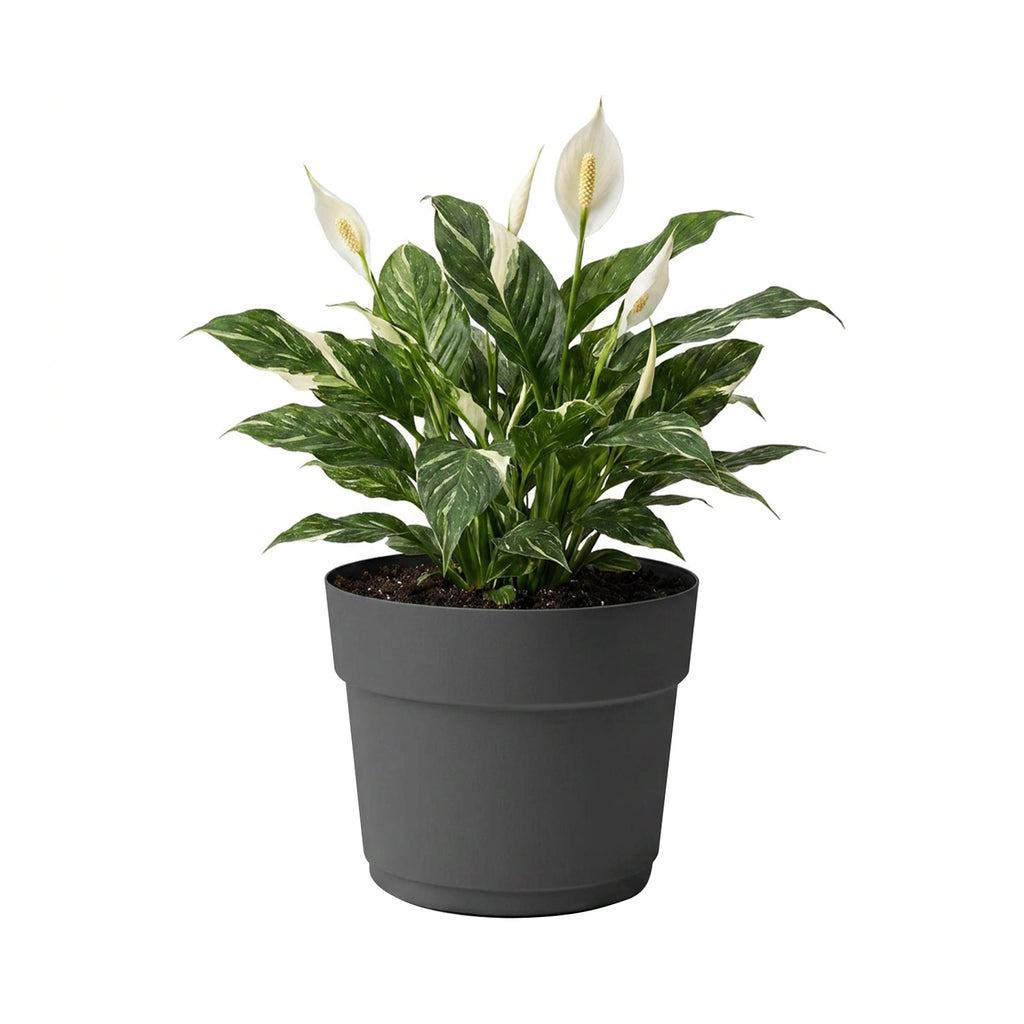 Respect Ash 24cm Cloud Bloom Self Watering Pot – ash grey modern self watering pot for indoor succulents and plants