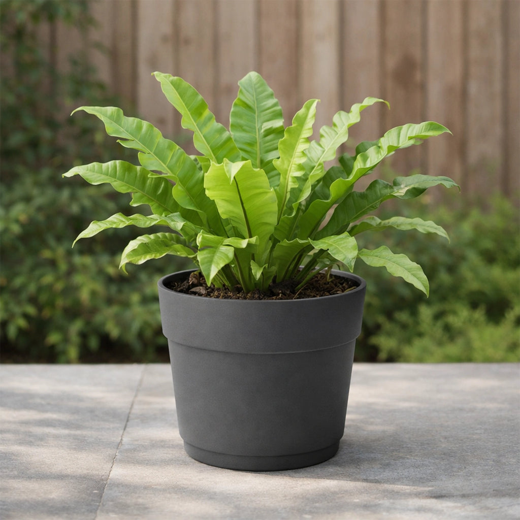 Respect Ash 24cm Cloud Bloom Self Watering Pot – ash grey modern self watering pot for indoor succulents and plants