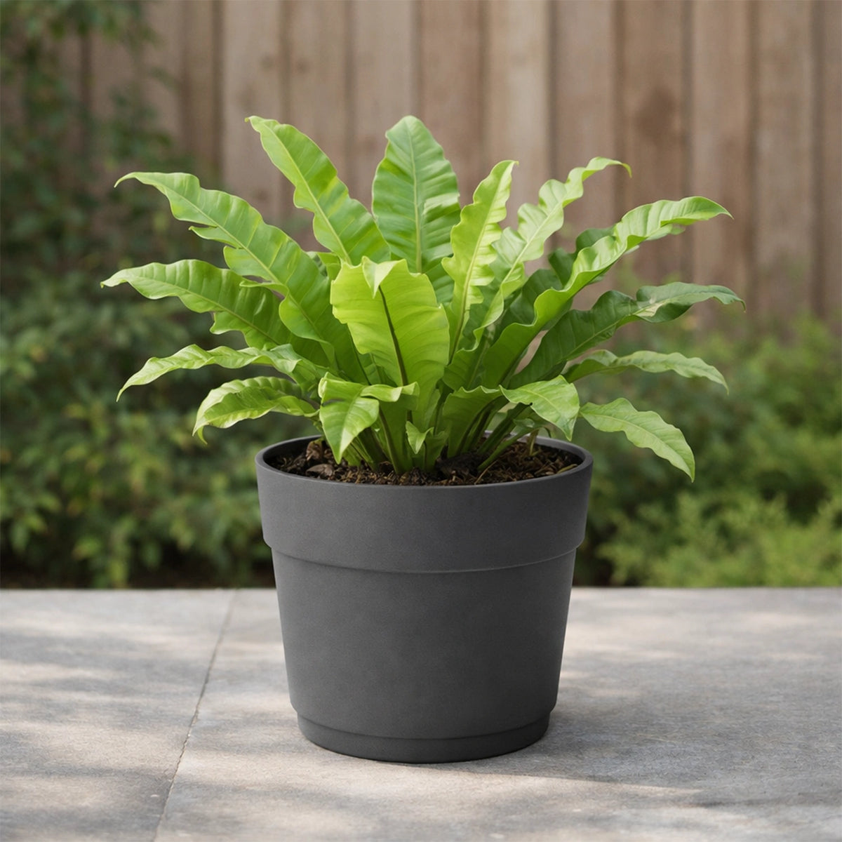 Respect Ash 24cm Cloud Bloom Self Watering Pot – ash grey modern self watering pot for indoor succulents and plants
