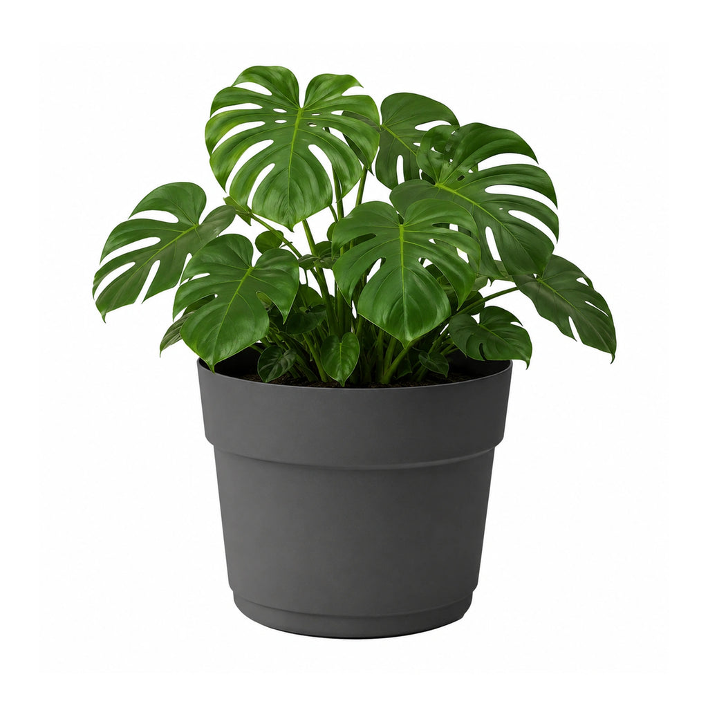 Respect Ash 38cm Bloom Self Watering Plastic Pot – large ash self watering planter for indoor and balcony plants