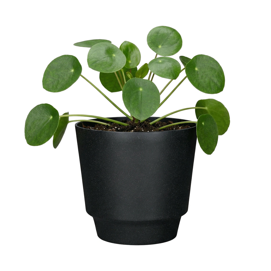 Respect Black 20cm Round Calais Stone Look Self Watering Pot – stone-effect self watering pot for indoor and outdoor plants