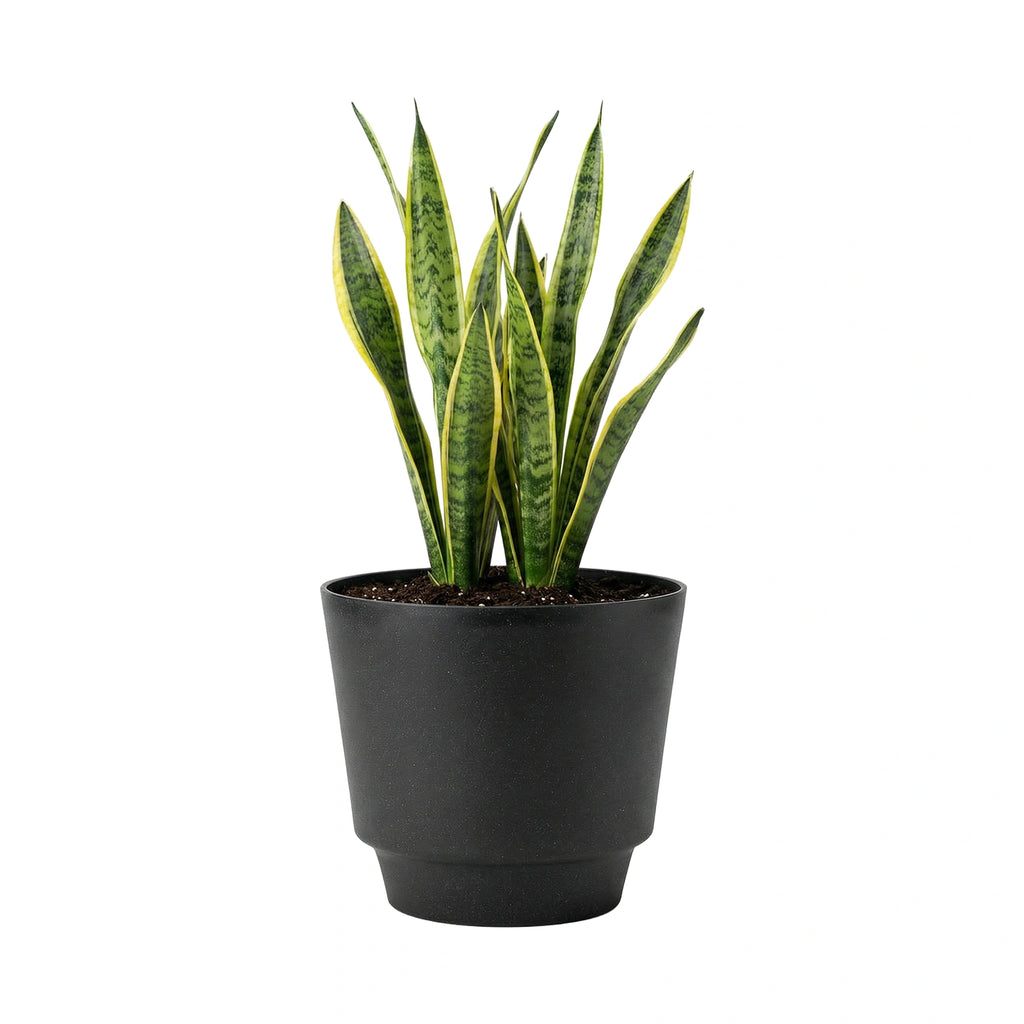 Respect Black 30cm Round Calais Stone Look Self Watering Pot – medium stone-effect self watering pot for patio plants