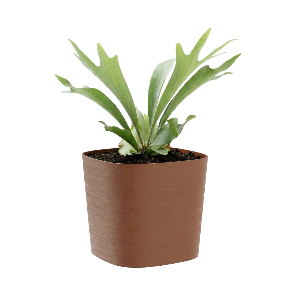 Respect Brown 19cm Terracotta Florence Self Watering Pot – classic terracotta-look self watering pot for herbs and indoor plant.